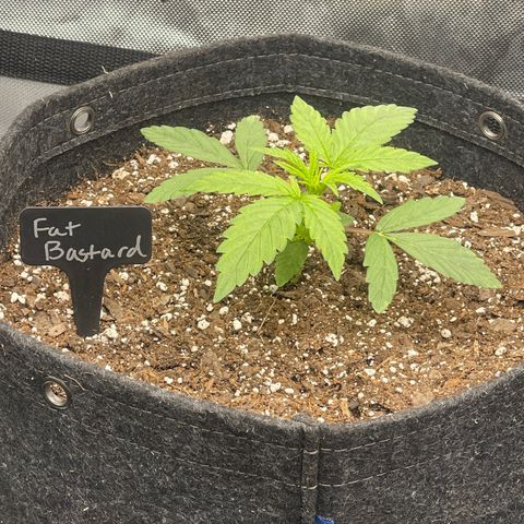 Fat Bastard growlog timeline photo