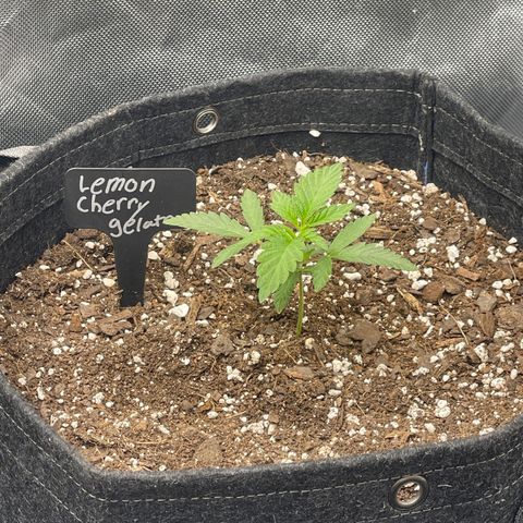 Lemon Cherry Gelato growlog timeline photo