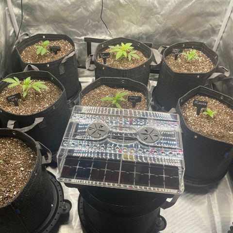 Grow Pictures #2 growlog timeline photo