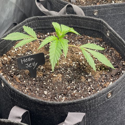 Hella Jelly  growlog timeline photo