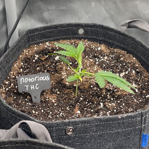 Notorious THC growlog timeline photo