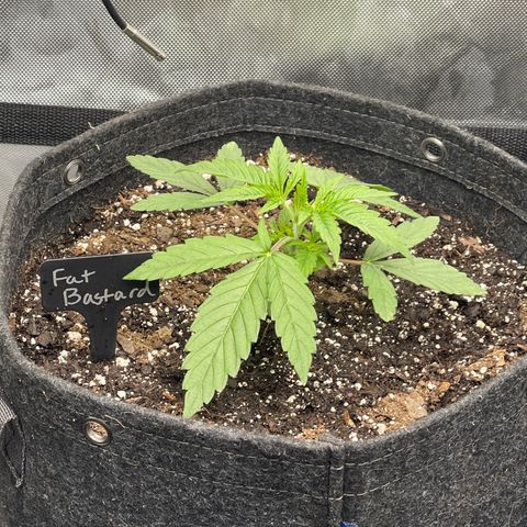 Fat Bastard growlog timeline photo