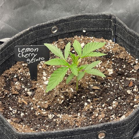 Lemon Cherry Gelato growlog timeline photo