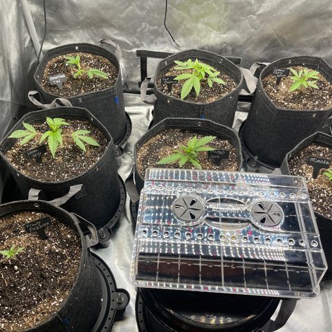 Grow Pictures #2 growlog timeline photo