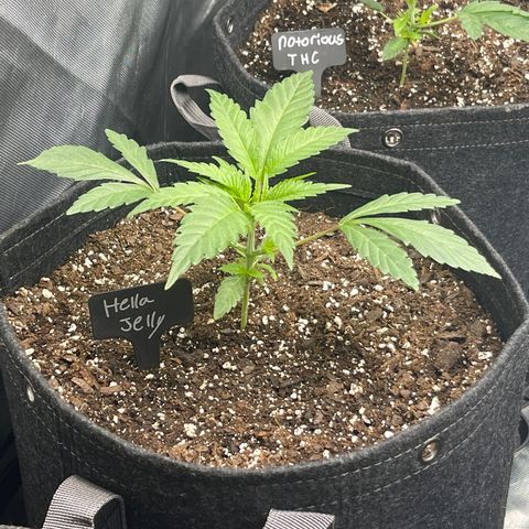 Hella Jelly  growlog timeline photo