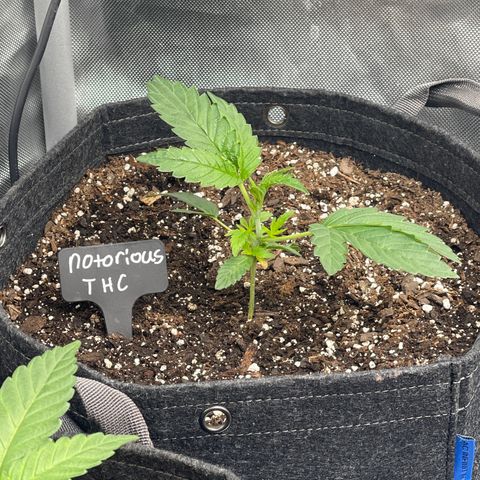 Notorious THC growlog timeline photo
