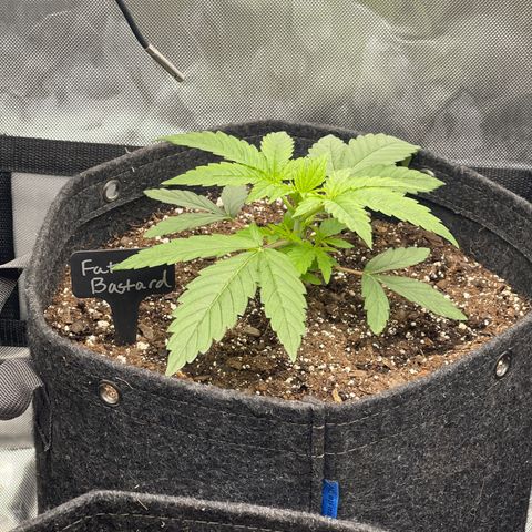 Fat Bastard growlog timeline photo
