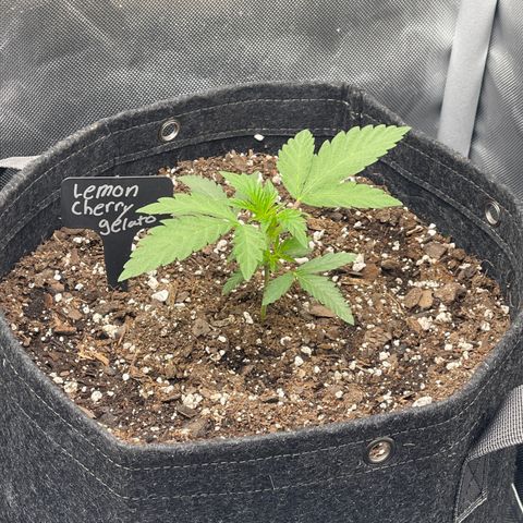 Lemon Cherry Gelato growlog timeline photo