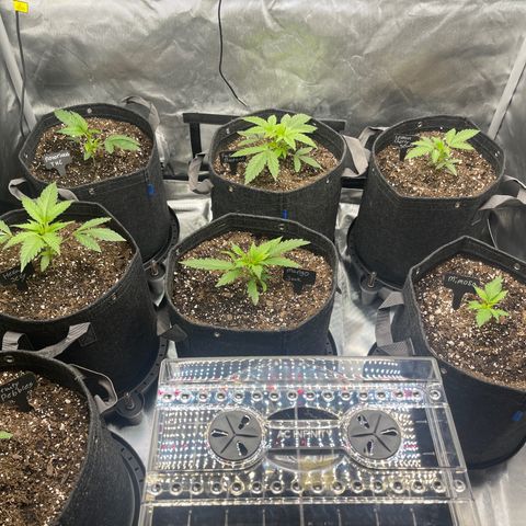 Grow Pictures #2 growlog timeline photo