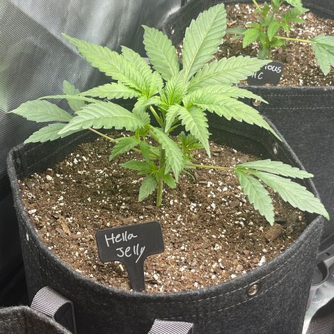 Hella Jelly  growlog timeline photo