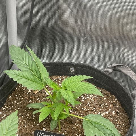 Notorious THC growlog timeline photo