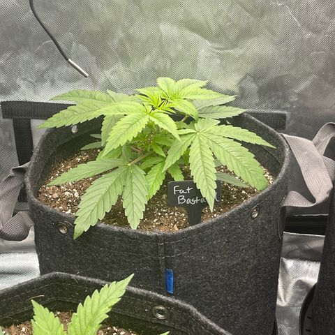 Fat Bastard growlog timeline photo