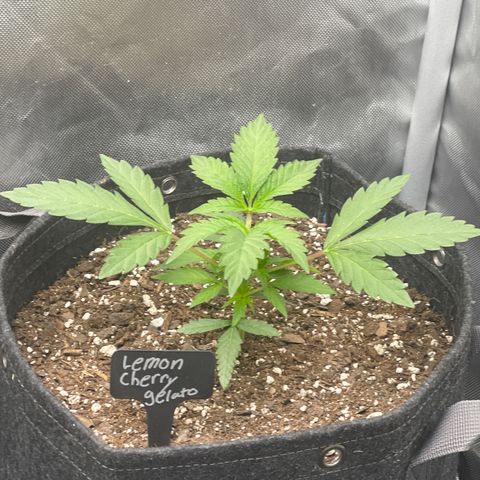 Lemon Cherry Gelato growlog timeline photo