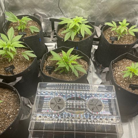 Grow Pictures #2 growlog timeline photo