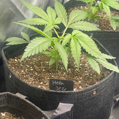 Hella Jelly  growlog timeline photo