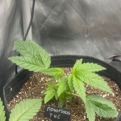 Notorious THC growlog timeline photo