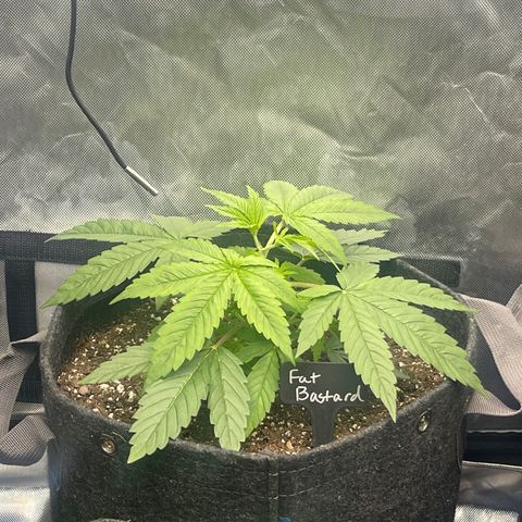 Fat Bastard growlog timeline photo
