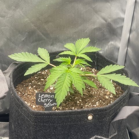 Lemon Cherry Gelato growlog timeline photo