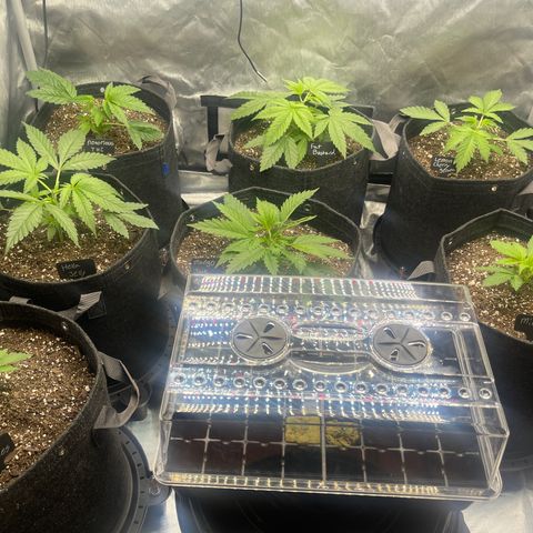 Grow Pictures #2 growlog timeline photo