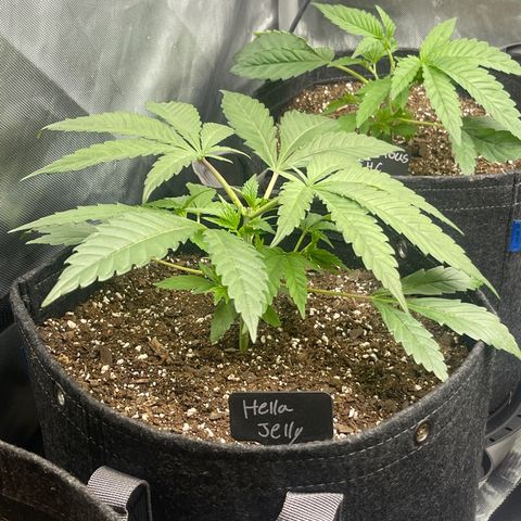 Hella Jelly  growlog timeline photo