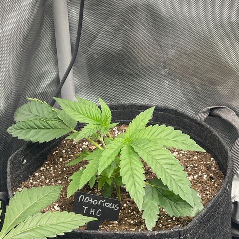 Notorious THC growlog timeline photo