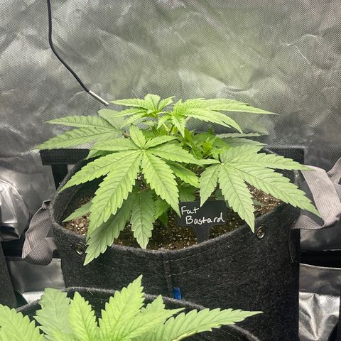 Fat Bastard growlog timeline photo