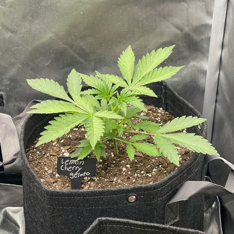 Lemon Cherry Gelato growlog timeline photo