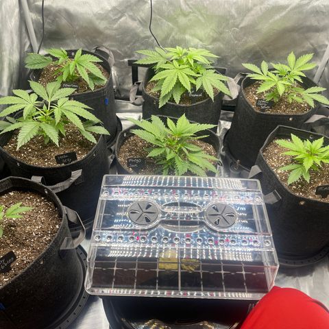 Grow Pictures #2 growlog timeline photo