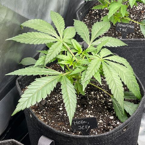 Hella Jelly  growlog timeline photo