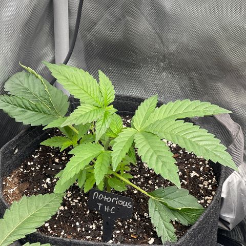 Notorious THC growlog timeline photo