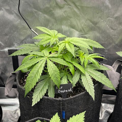 Fat Bastard growlog timeline photo
