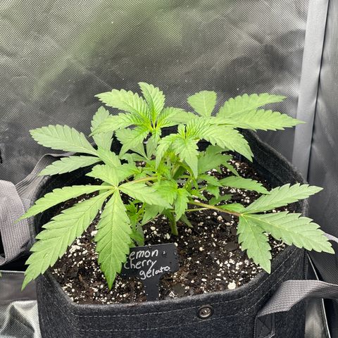 Lemon Cherry Gelato growlog timeline photo