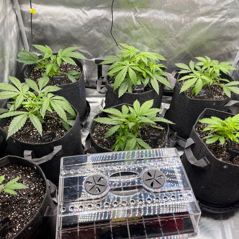 Grow Pictures #2 growlog timeline photo