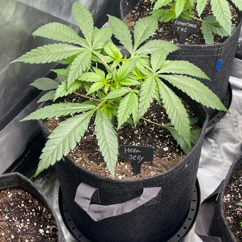 Hella Jelly  growlog timeline photo