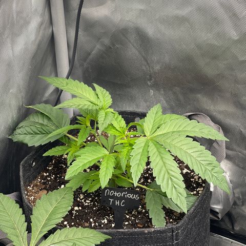 Notorious THC growlog timeline photo
