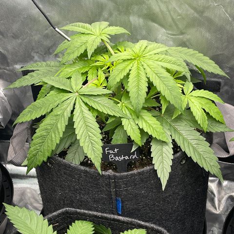 Fat Bastard growlog timeline photo