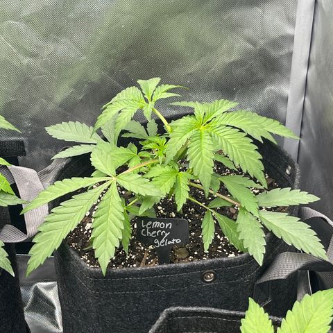 Lemon Cherry Gelato growlog timeline photo