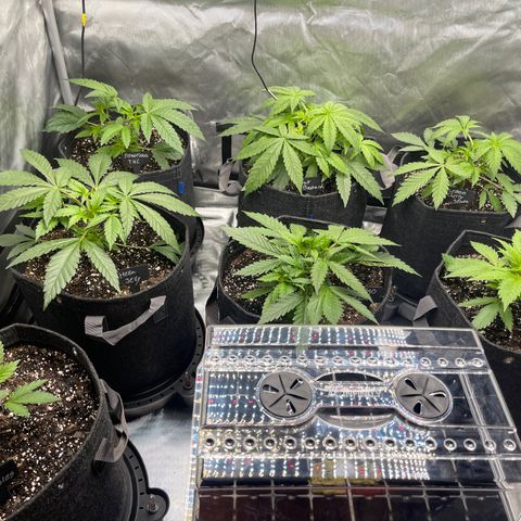 Grow Pictures #2 growlog timeline photo