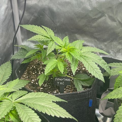 Notorious THC growlog timeline photo