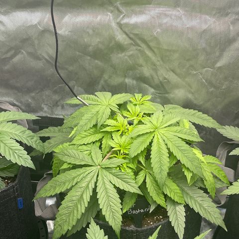 Fat Bastard growlog timeline photo