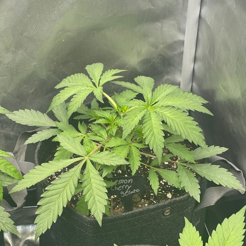 Lemon Cherry Gelato growlog timeline photo