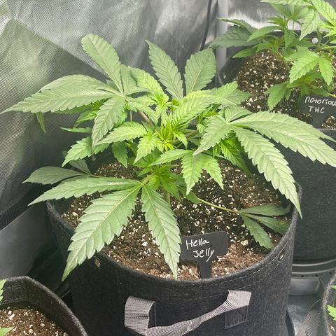Hella Jelly  growlog timeline photo