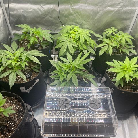 Grow Pictures #2 growlog timeline photo