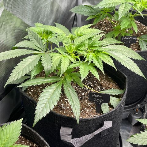 Hella Jelly  growlog timeline photo