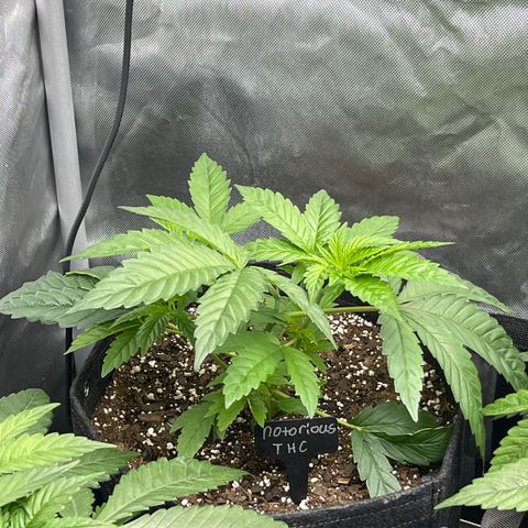 Notorious THC growlog timeline photo