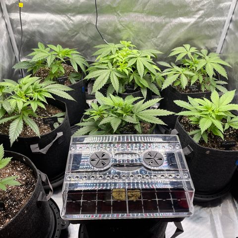 Grow Pictures #2 growlog timeline photo