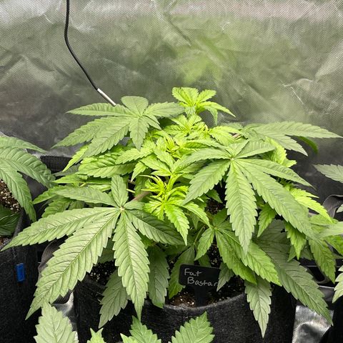 Fat Bastard growlog timeline photo