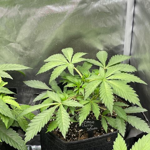 Lemon Cherry Gelato growlog timeline photo