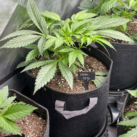 Hella Jelly  growlog timeline photo