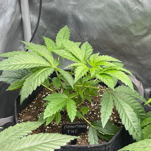 Notorious THC growlog timeline photo